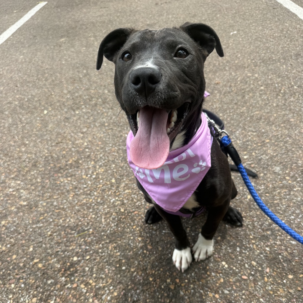 Shelter Stray Female Dog last seen , Memphis, TN 38133