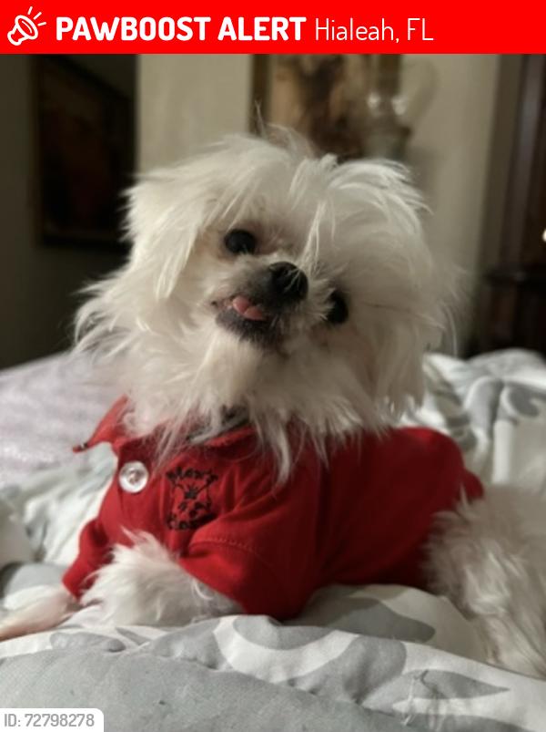Lost Female Dog last seen Near nw 62 33015 cerca a los 4 stops , Hialeah, FL 33015