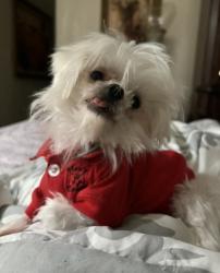 Lost Female Dog last seen Near nw 62 33015 cerca a los 4 stops , Hialeah, FL 33015
