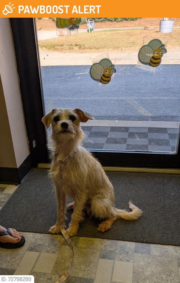 Found/Stray Female Dog last seen Hickory nut Dr and parris bridge rd , Spartanburg County, SC 29349