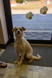 Found/Stray Female Dog last seen Hickory nut Dr and parris bridge rd , Spartanburg County, SC 29349