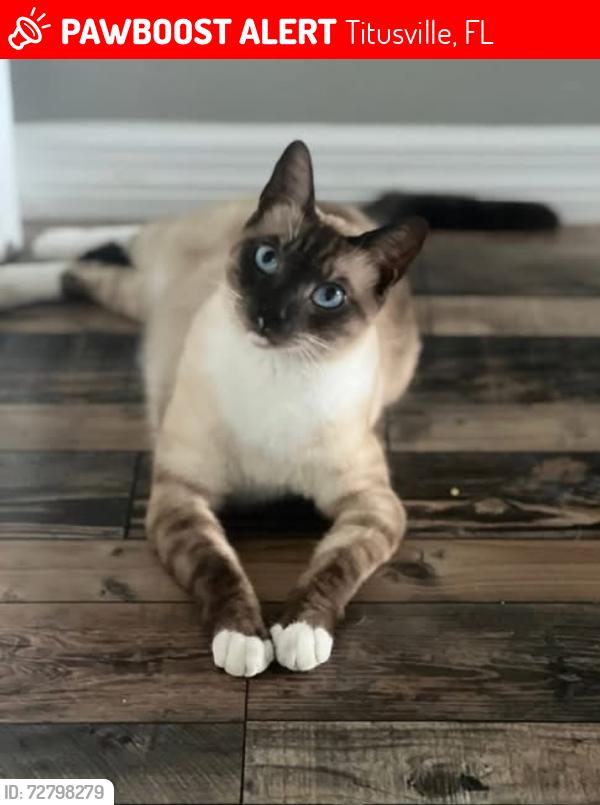 Lost Male Cat last seen S Carpenter Rd., Titusville, FL 32796