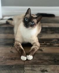 Lost Male Cat last seen S Carpenter Rd., Titusville, FL 32796