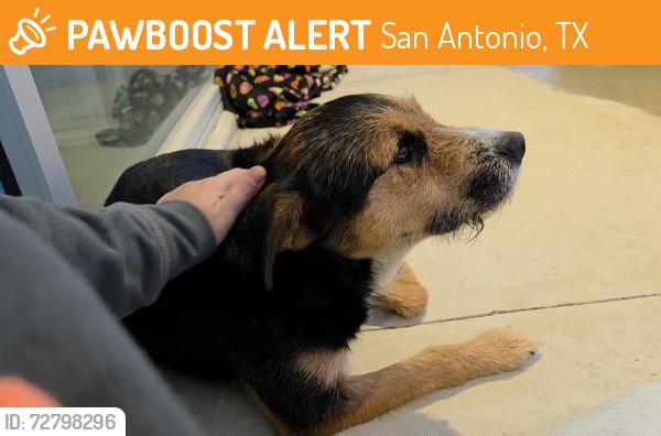 Found/Stray Female Dog last seen Potranco & stevens parkway, San Antonio, TX 78253