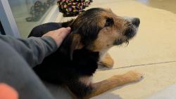 Found/Stray Female Dog last seen Potranco & stevens parkway, San Antonio, TX 78253