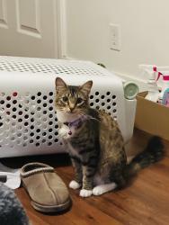 Lost Female Cat last seen Near Beach Blvd Buena Park, CA  90620 United States, Buena Park, CA 90620
