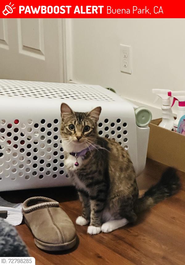 Lost Female Cat last seen Near Beach Blvd Buena Park, CA  90620 United States, Buena Park, CA 90620