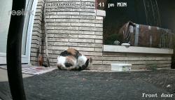 Found/Stray Unknown Cat last seen E Glendale ave, Appleton, WI 54911