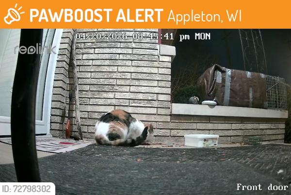Found/Stray Unknown Cat last seen E Glendale ave, Appleton, WI 54911