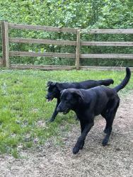 Found/Stray Male Dog last seen Foust Hollow , Anderson County, TN 37754