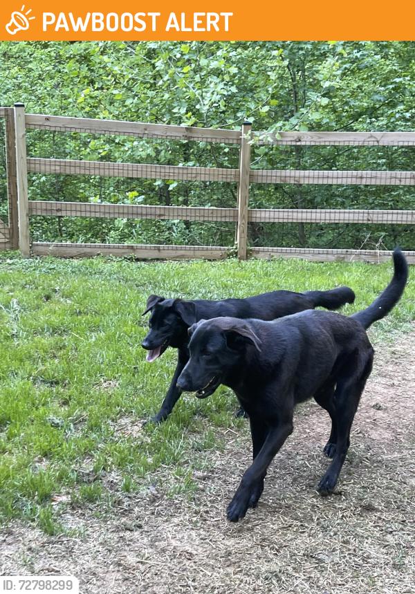 Found/Stray Male Dog last seen Foust Hollow , Anderson County, TN 37754