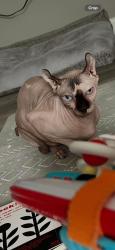 Lost Female Cat last seen Tony’s Workwear and Trenton Avenue , Lacey Township, NJ 08731