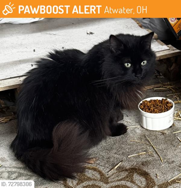 Found/Stray Unknown Cat last seen Bank st and Waterloo rd. , Atwater, OH 44201