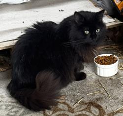 Found/Stray Unknown Cat last seen Bank st and Waterloo rd. , Atwater, OH 44201