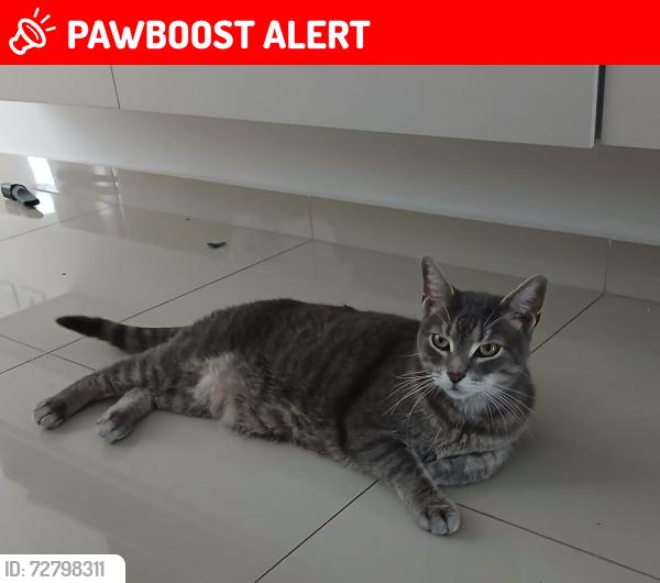 Lost Male Cat last seen Travessa rua Japão , Parque das Nações, SP 09210-030