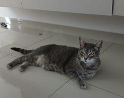 Lost Male Cat last seen Travessa rua Japão , Parque das Nações, SP 09210-030
