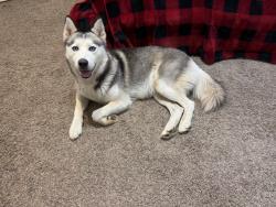 Found/Stray Female Dog last seen Talley and Potranco, San Antonio, TX 78253