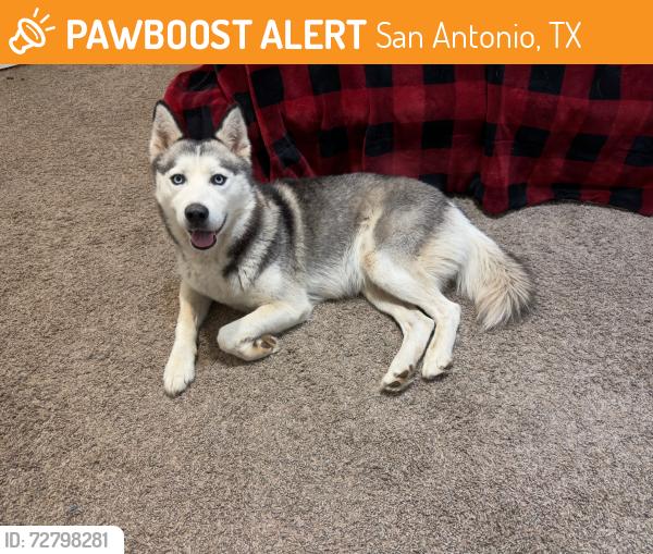 Found/Stray Female Dog last seen Talley and Potranco, San Antonio, TX 78253