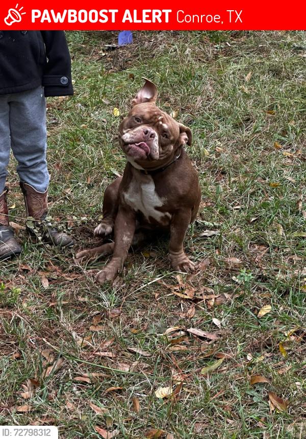 Lost Male Dog last seen Old Houston Road and 242, Conroe, TX 77302