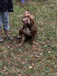 Lost Male Dog last seen Old Houston Road and 242, Conroe, TX 77302