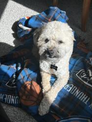 Lost Male Dog last seen Braums, Oklahoma City, OK 73099