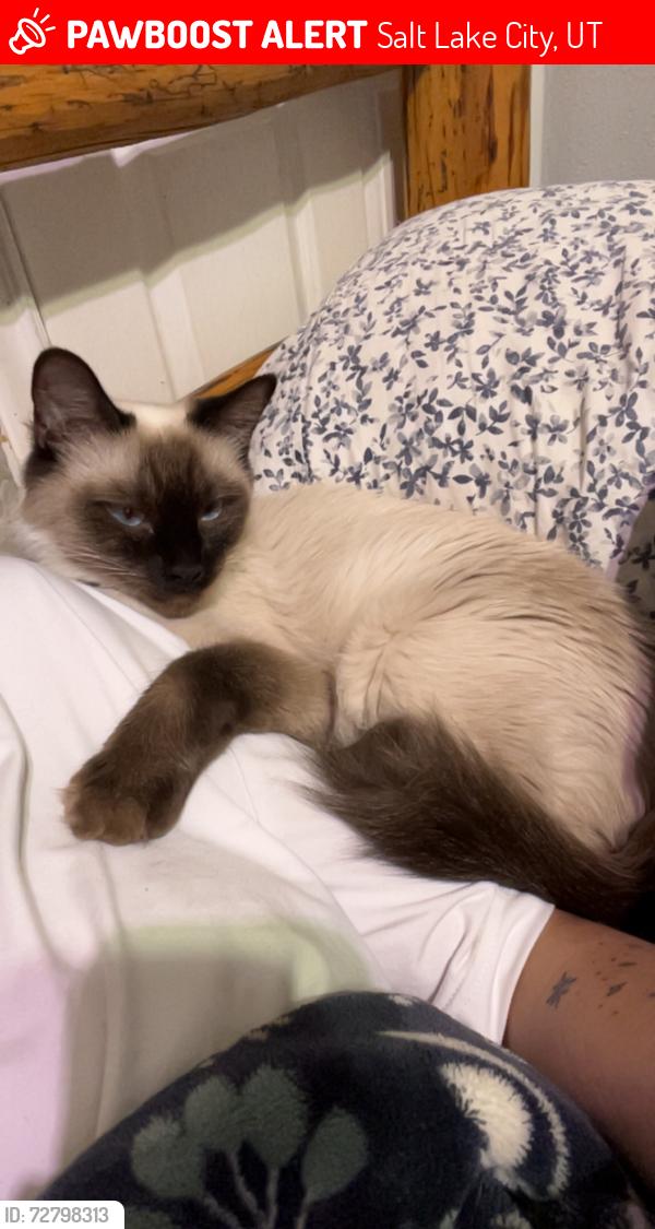 Lost Female Cat last seen Near s 700 e, Salt Lake City, UT 84106