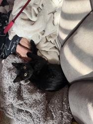 Lost Male Cat last seen W Byers Pl and Cherokee St, Denver, CO 80223