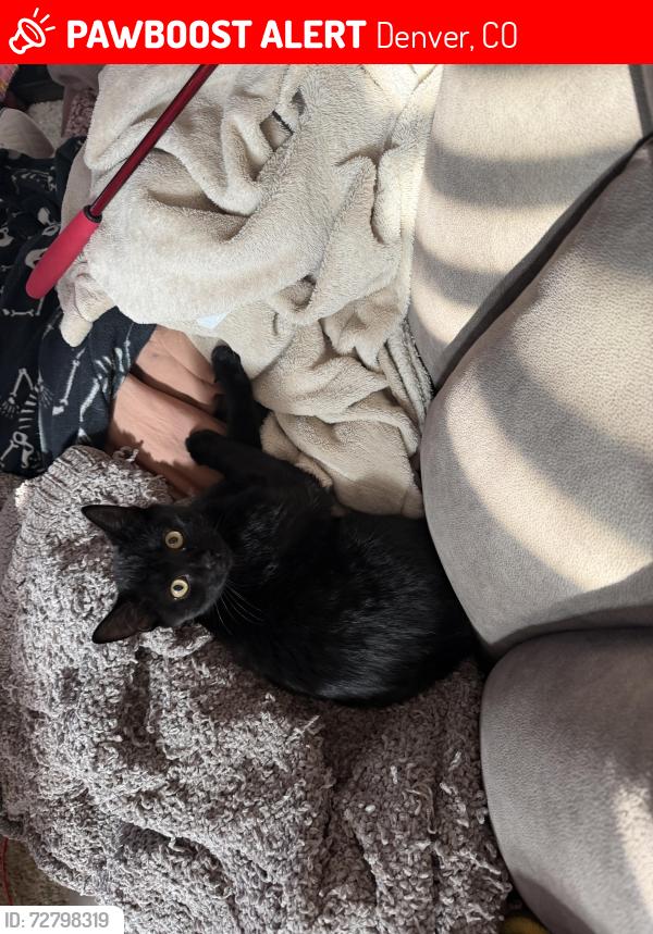 Lost Male Cat last seen W Byers Pl and Cherokee St, Denver, CO 80223