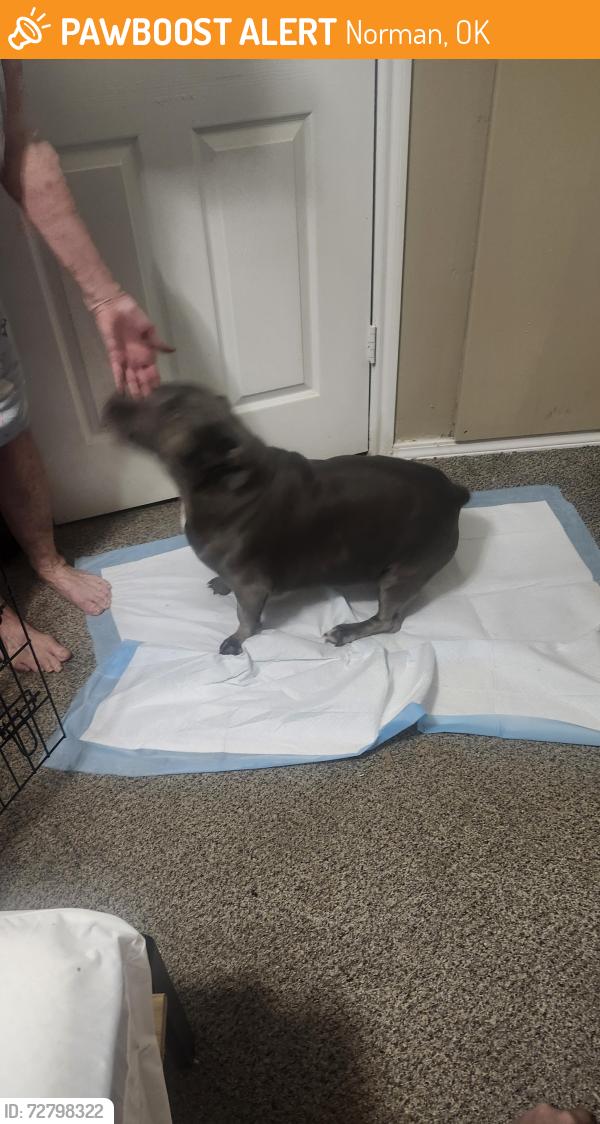 Found/Stray Female Dog last seen Boyd & sw 24th, Norman, OK 73069
