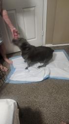 Found/Stray Female Dog last seen Boyd & sw 24th, Norman, OK 73069