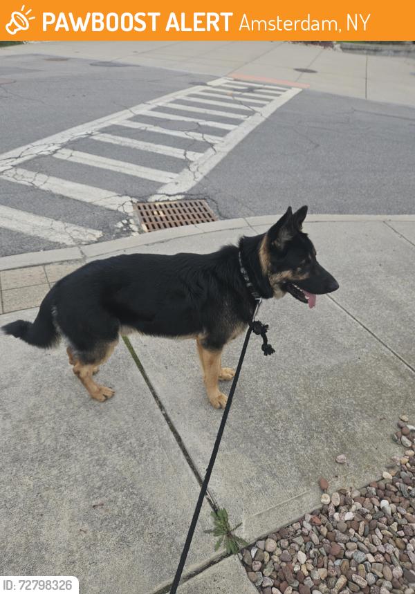 Found/Stray Male Dog last seen Bridge Street park , Amsterdam, NY 12010