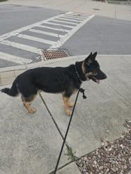 Found/Stray Male Dog last seen Bridge Street park , Amsterdam, NY 12010