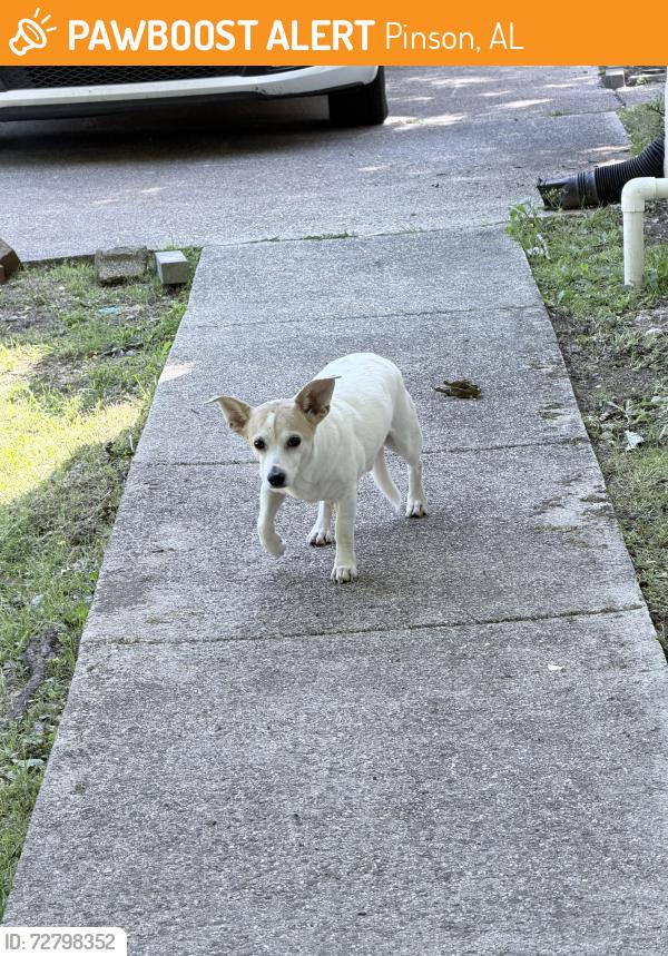 Found/Stray Male Dog last seen Old Springville Rd., Pinson, AL 35126