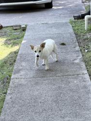 Found/Stray Male Dog last seen Old Springville Rd., Pinson, AL 35126