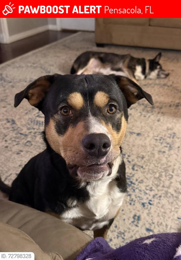 Lost Male Dog last seen Michigan Ave, Pensacola, FL 32505
