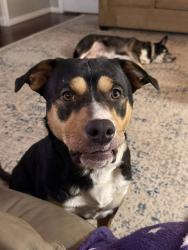 Lost Male Dog last seen Michigan Ave, Pensacola, FL 32505