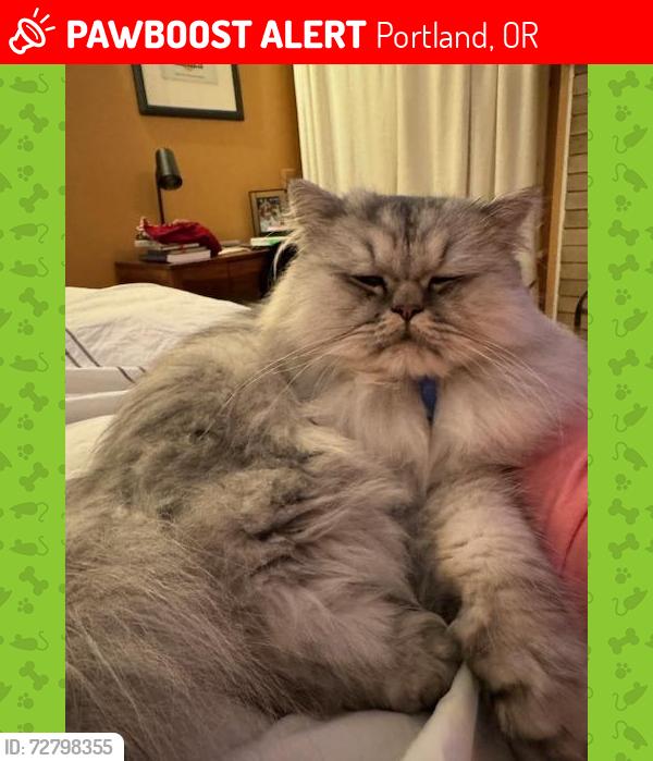 Lost Male Cat last seen NE 20th & Couch St, Portland, OR 97232