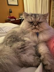 Lost Male Cat last seen NE 20th & Couch St, Portland, OR 97232