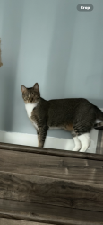 Lost Female Cat last seen Near SW 132nd Ct Apt 1 33186, Miami, FL 33186