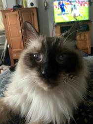 Lost Male Cat last seen Washington Blvd. and 50th St. , Milwaukee, WI 53208