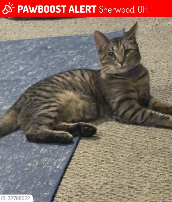 Lost Male Cat last seen Collinsdale, Sherwood, OH 45230