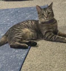 Lost Male Cat last seen Collinsdale, Sherwood, OH 45230