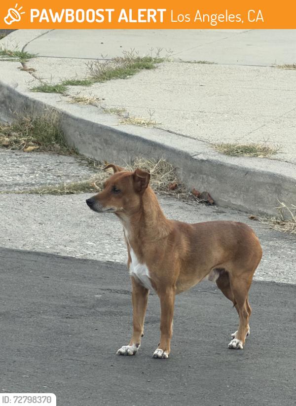 Found/Stray Male Dog last seen Eastern, Los Angeles, CA 90032