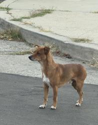 Found/Stray Male Dog last seen Eastern, Los Angeles, CA 90032