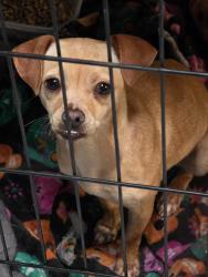 Found/Stray Unknown Dog last seen The Cove, San Antonio, TX 78212