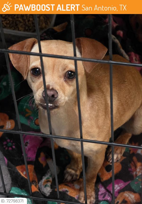 Found/Stray Unknown Dog last seen The Cove, San Antonio, TX 78212