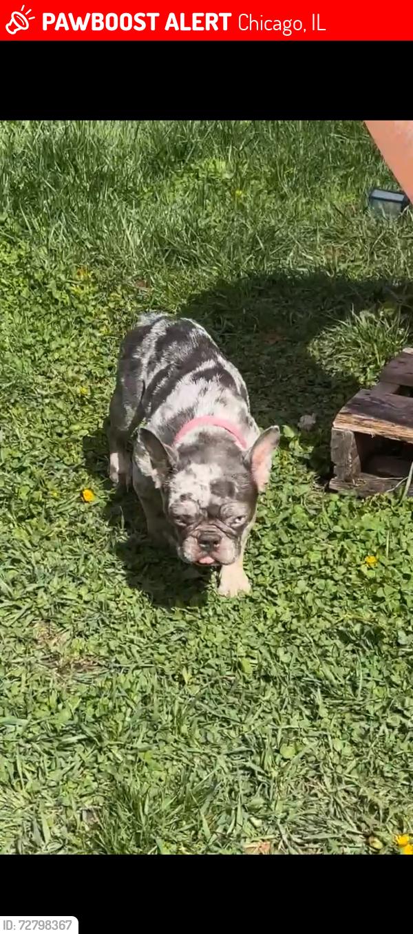Lost Female Dog last seen Ada park, Chicago, IL 60643