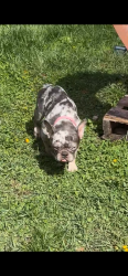 Lost Female Dog last seen Ada park, Chicago, IL 60643