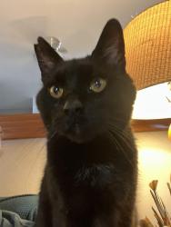 Reunited Male Cat last seen Near the boathouse, Urbana, IL 61801