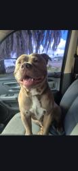 Lost Male Dog last seen Bruce street lakeland florida , Lakeland, FL 33801